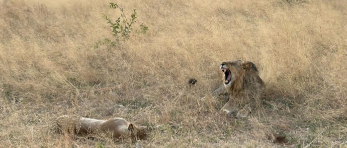 Botswana Ngoma Safari Lodge Lions Mating Botswana Ngoma Safari Lodge Lions Mating