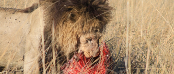 Machaba Monachira Camp Wildlife Sightings August 2025 Lion Feeding On Impala Carcass Machaba Monachira Camp Wildlife Sightings August 2025 Lion Feeding On Impala Carcass