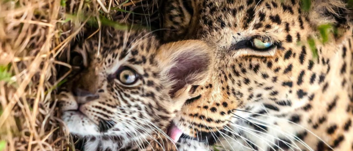 Machaba Camp Wildlife Sightings October 2025 Leopardess And Her Cub