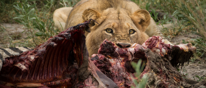 Machaba Gomoti Plains Camp Wildlife Sightings February 2026 Lion Feeding On Zebra