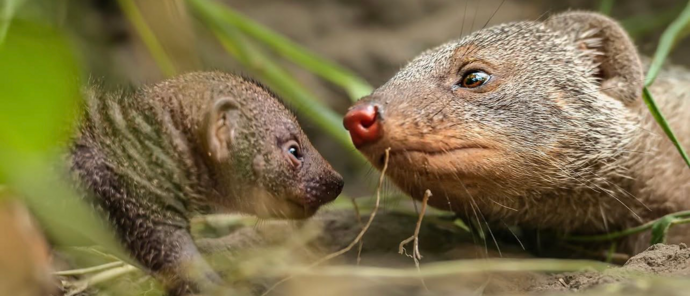 Machaba Deteema Springs Camp Wildlife Sightings April 2026 Banded Mongoose