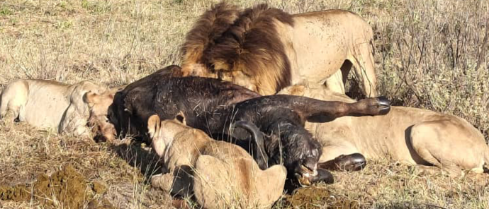Machaba Monachira Camp Wildlife Sightings August 2026 Lions Feeding On A Buffalo