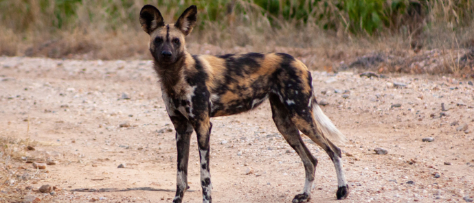 Botswana Okavango Delta Machaba Camp November Sighting Wilddog Botswana Okavango Delta Machaba Camp November Sighting Wilddog