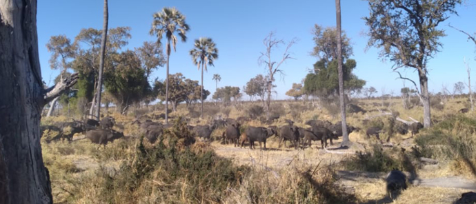 Botswana Okavango Gomoti Sightings July 2021 Buffalo Botswana Okavango Gomoti Sightings July 2021 Buffalo