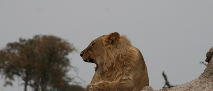 Machaba Safaris Zimbabwe Safaris Verneys Camp Wildlife Stories Aug 2022 Male Lion Machaba Safaris Zimbabwe Safaris Verneys Camp Wildlife Stories Aug 2022 Male Lion