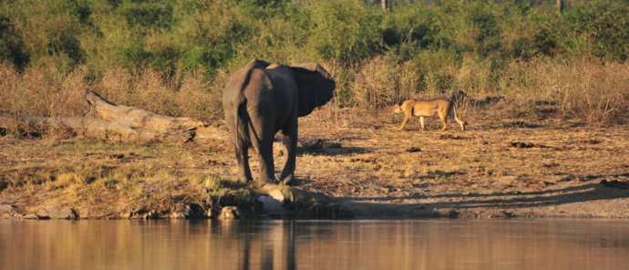 Zimbabwe Deteema Springs Elephant At Pan Zimbabwe Deteema Springs Elephant At Pan