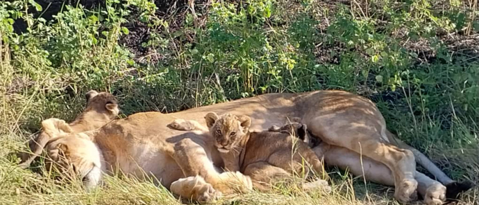 Lioness spotted with her cubs at Machaba Safaris Lioness spotted with her cubs at Machaba Safaris