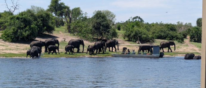 Machaba Ngoma Wildlife Sightings December 2024 Breeding Herd Machaba Ngoma Wildlife Sightings December 2024 Breeding Herd