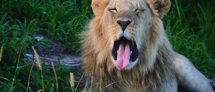 Male lion yawning nearby a Okavango Delta water source Male lion yawning nearby a Okavango Delta water source