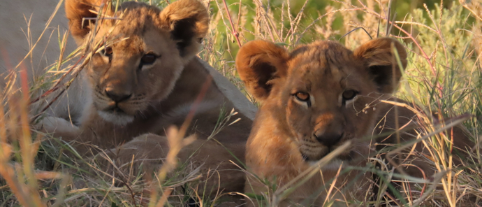 Machaba Kiri Camp Wildlife Sightings June 2025 Lion Cubs Resting In The Afternoon Machaba Kiri Camp Wildlife Sightings June 2025 Lion Cubs Resting In The Afternoon