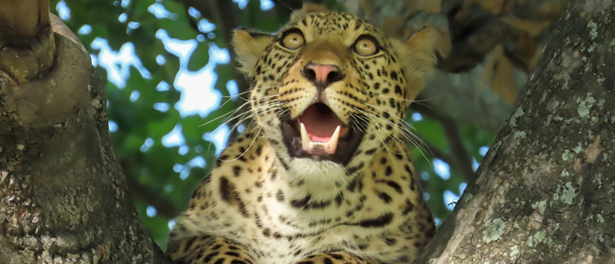 Machaba Monachira Camp Wildlife Sightings Decemberr 2025 Leopard In A Tree