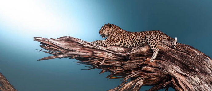 Machaba Camp Wildlife Sightings January 2026 Leoprd On A Branch