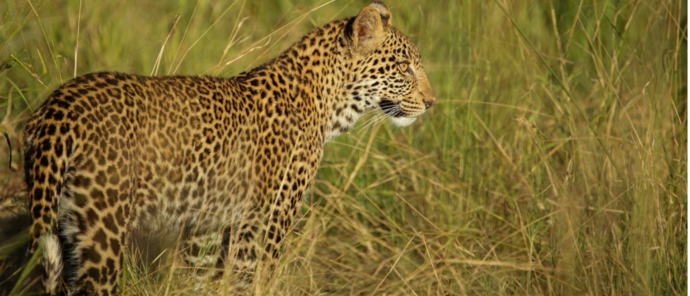 Machaba Monachira Camp Wildlife Sightings February 2026 Leopard In Tall Grass