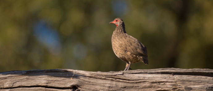 Machaba Botswana Okavango Delta Machaba Camp Sightings March 2020 Bird Machaba Botswana Okavango Delta Machaba Camp Sightings March 2020 Bird