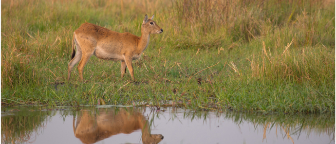 Machaba Camp Wildlife Sightings Aug 23 Red Lechwe Machaba Camp Wildlife Sightings Aug 23 Red Lechwe