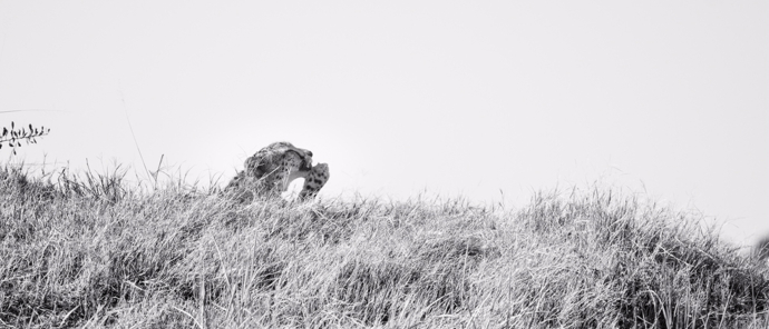Machaba Safaris Kiri Camp Cheetah Machaba Safaris Kiri Camp Cheetah