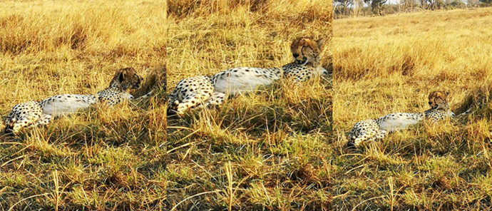 Machaba Safaris Botswana Gomoti Plains Cheetah Machaba Safaris Botswana Gomoti Plains Cheetah