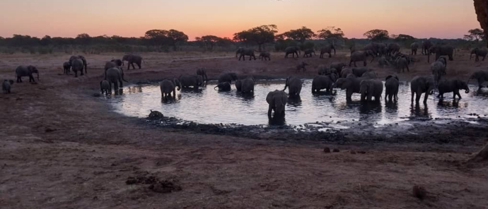Elephants at watering hole Machaba Safaris Elephants at watering hole Machaba Safaris