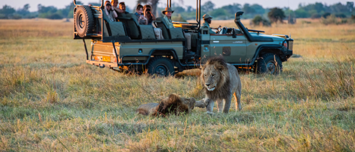 Machaba Safaris Okavango Delta Safari Dry Season Lion