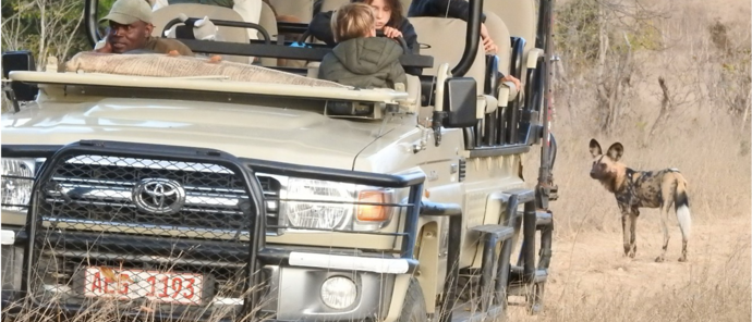 Machaba Verneys Camp Wildlife Sightings August 2026 African Wild Dog Spotted On Safari