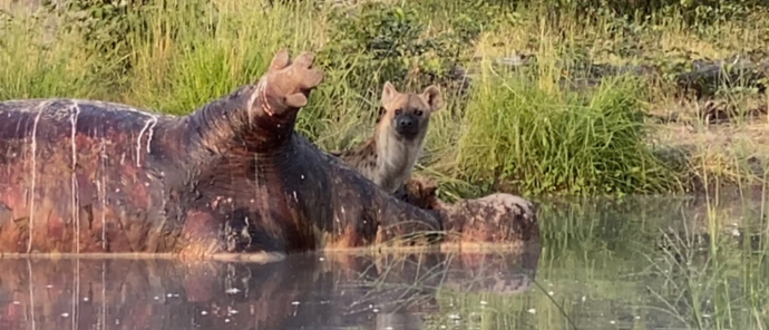 Botswana Okavango Delta Machaba Camp Wildlife Stories Feb 2022 Hippo And Hyena Botswana Okavango Delta Machaba Camp Wildlife Stories Feb 2022 Hippo And Hyena