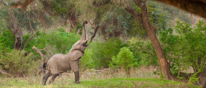 Zimbabwe Mana Pools Ingwe Pan Boswell Elephant Zimbabwe Mana Pools Ingwe Pan Boswell Elephant