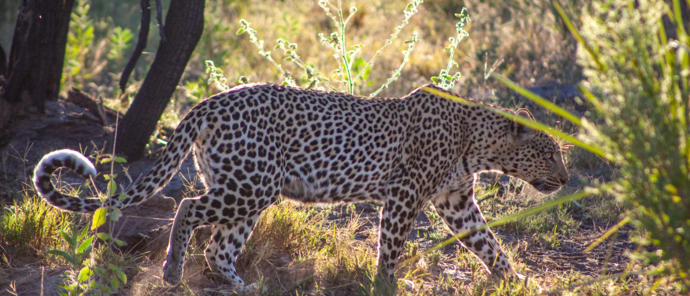 Machaba Safaris Botswana Safaris Gomoti Plains Willdife Stories September 2022 Wildlife Leopard Machaba Safaris Botswana Safaris Gomoti Plains Willdife Stories September 2022 Wildlife Leopard