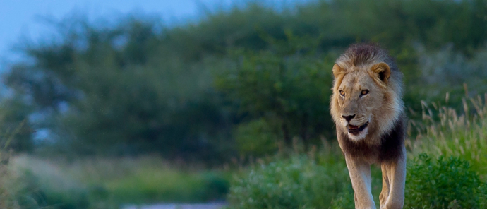 Machaba Botswana Chobe Ngoma Lodge Male Lion Machaba Botswana Chobe Ngoma Lodge Male Lion