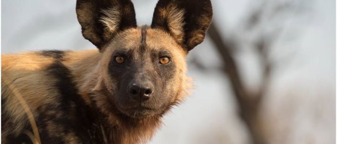 Machaba Camp Wildlife Sightings Aug 23 Wild Dog Machaba Camp Wildlife Sightings Aug 23 Wild Dog