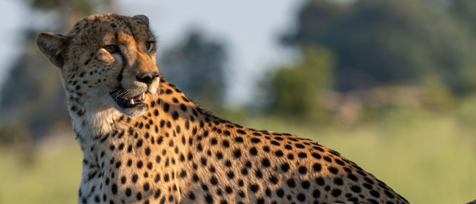 Machaba Kiri Camp Wildlife Sightings March 2026 Cheetah In The Okavango Delta