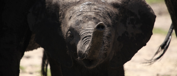 Machaba Botswana Chobe Ngoma Sighting June 2020 Body Image Elephant Calf Machaba Botswana Chobe Ngoma Sighting June 2020 Body Image Elephant Calf