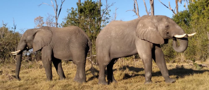 Botswana Gomoti Plains Elephant Botswana Gomoti Plains Elephant