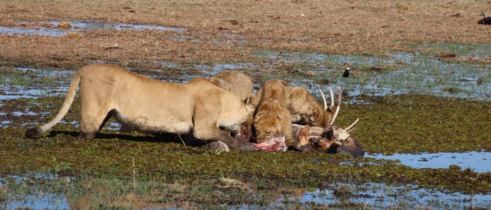 Machaba Safaris Okavango Delta Sightings July Lions Machaba Safaris Okavango Delta Sightings July Lions