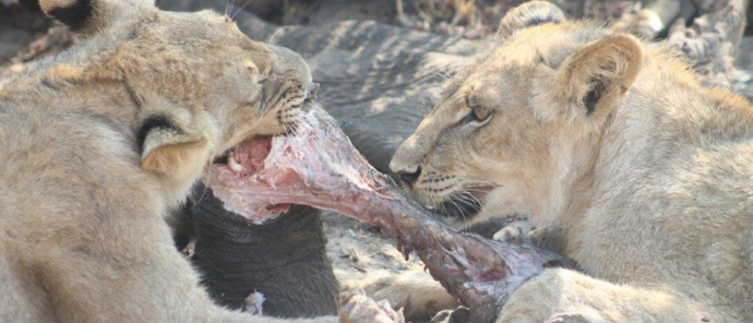 Two lioness feeding on a sub adult elephant