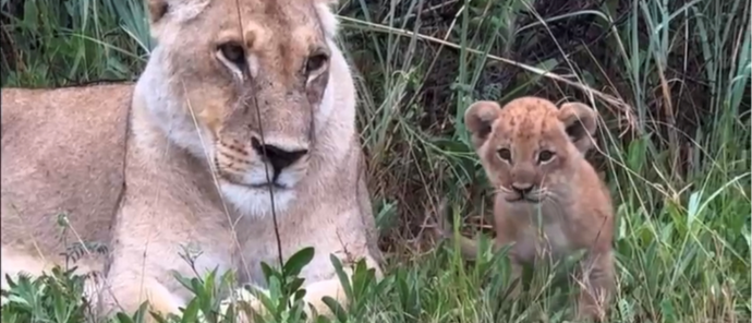 Machaba Safaris Machaba Camp December Sightings 2024 Lion Cub Machaba Safaris Machaba Camp December Sightings 2024 Lion Cub