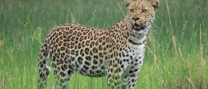 Machaba Safaris Gomot Plains Wildlife Sightings Dec 2024 Leopard Machaba Safaris Gomot Plains Wildlife Sightings Dec 2024 Leopard