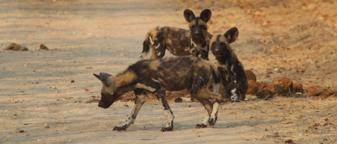 Machaba Verneys Camp Wildlife Sightings August 2025 Wild Dogs On Safari Road Machaba Verneys Camp Wildlife Sightings August 2025 Wild Dogs On Safari Road