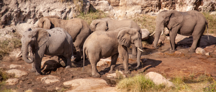 Machaba Deteema Springs Camp Wildlife Sightings December 2025 Elephants Near Camp