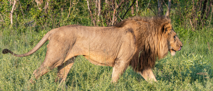 Machaba Kiri Camp Wildlife Sightings January 2026 Male Lion In The Wet Season