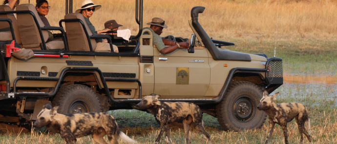 Spotting wild dogs on game drive in the Okavango Delta