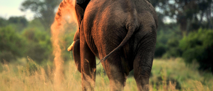 Machaba Deteema Springs Wildlife Sightings April Elephant Dust Machaba Deteema Springs Wildlife Sightings April Elephant Dust