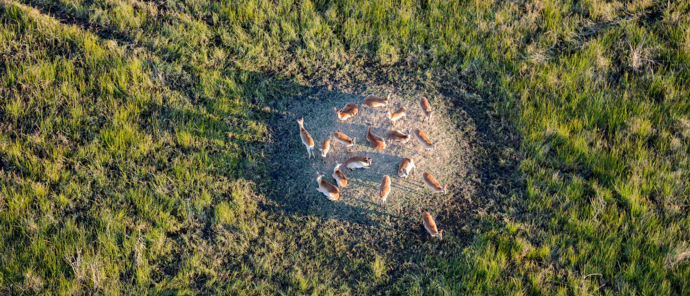 Botswana Okavango Delta Gomoti Camp Sightings May 2021 Impala Heli Botswana Okavango Delta Gomoti Camp Sightings May 2021 Impala Heli