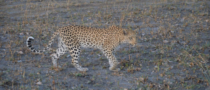 Machaba Safaris Kiri Camp Leopard Machaba Safaris Kiri Camp Leopard