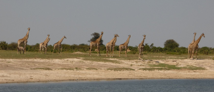 Machab Safaris Zimbabwe Verneys Giraffe Machab Safaris Zimbabwe Verneys Giraffe
