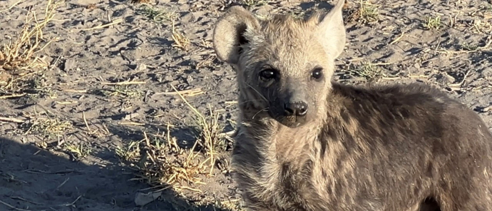 Hyena cub at Machaba Safaris Hyena cub at Machaba Safaris