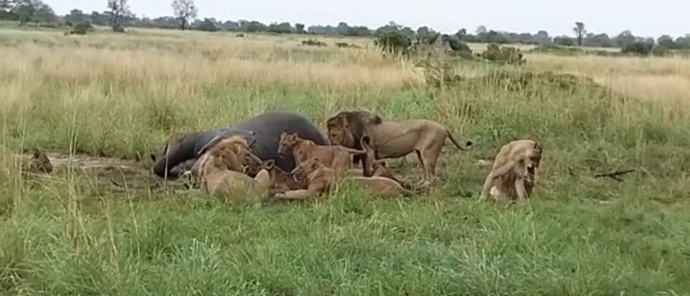Machaba Kiri Camp Wildlife Sightings Decemberr 2025 Lion Pride Feeding