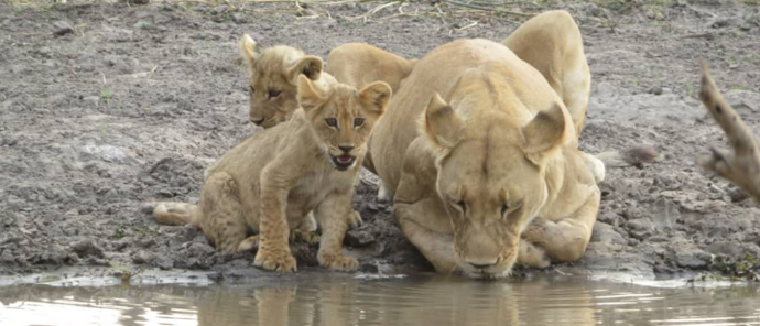 Machaba Gomoti Plains Camp Wildlife Sightings May 2026 Lioness And Her Cubs Drinking Water