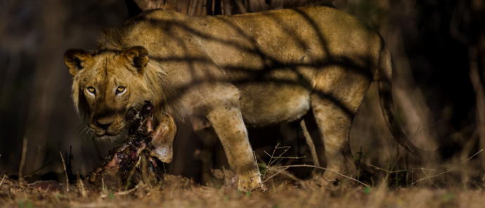 Machaba Mana River Camp Wildlife Sightings June 2026 Lion In Mana Pools National Park