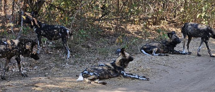 Machaba Ingwe Pan Camp Wildlife Sightings July 2026 African Wild Dog Pack