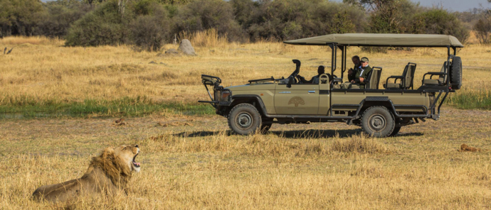 Machaba Safaris Botswana Machaba Male Lion Machaba Safaris Botswana Machaba Male Lion